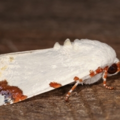 Chasmina pulchra at Melba, ACT - 15 Feb 2021 10:38 PM