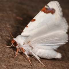 Chasmina pulchra at Melba, ACT - 15 Feb 2021 10:38 PM