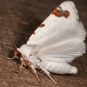 Chasmina pulchra at Melba, ACT - 15 Feb 2021