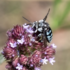 Thyreus caeruleopunctatus (Chequered cuckoo bee) at Umbagong District Park - 16 Feb 2021 by Roger