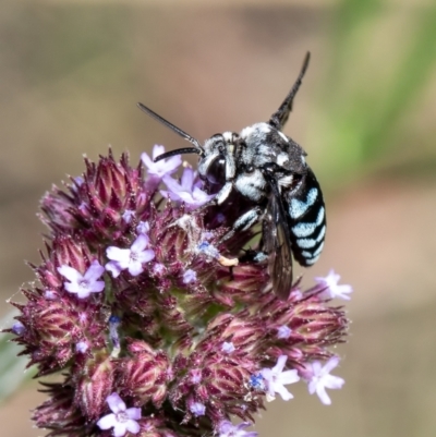 Thyreus caeruleopunctatus (Chequered cuckoo bee) at Umbagong District Park - 16 Feb 2021 by Roger