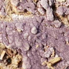 Unverified Other fungus - 1 Jan 1900 by trevorpreston