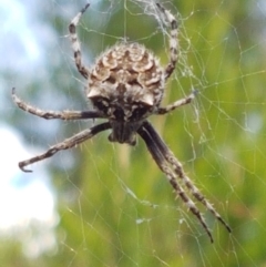 Backobourkia heroine (Heroic Orb-weaver) at Holt, ACT - 16 Feb 2021 by trevorpreston