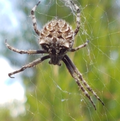 Backobourkia heroine (Heroic Orb-weaver) at Holt, ACT - 16 Feb 2021 by trevorpreston