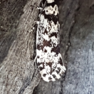 Lichenaula lichenea (Lichenaula lichenea) at Holt, ACT - 16 Feb 2021 by tpreston