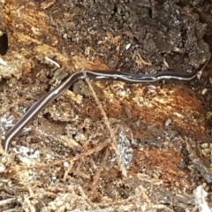 Caenoplana coerulea (Blue Planarian, Blue Garden Flatworm) at Holt, ACT - 16 Feb 2021 by tpreston