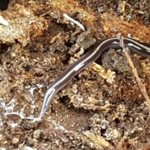 Caenoplana coerulea at Holt, ACT - 16 Feb 2021