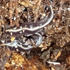 Caenoplana coerulea at Holt, ACT - 16 Feb 2021