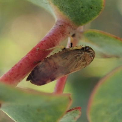 Neotartessus flavipes (A leafhopper) at Cook, ACT - 14 Feb 2021 by CathB