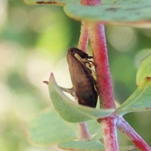 Neotartessus flavipes at Cook, ACT - 14 Feb 2021