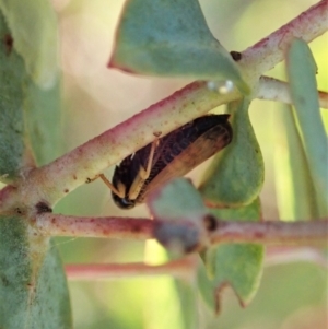 Neotartessus flavipes at Cook, ACT - 14 Feb 2021