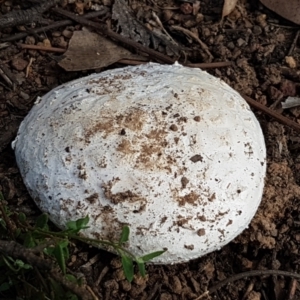 Amanita sp. at Holt, ACT - 16 Feb 2021