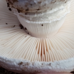 Amanita sp. at Holt, ACT - 16 Feb 2021