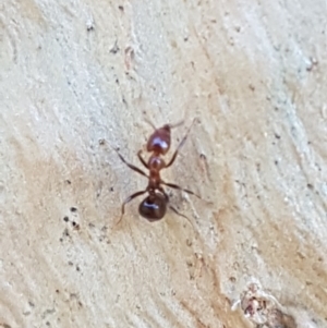 Papyrius sp. (genus) at Holt, ACT - 16 Feb 2021