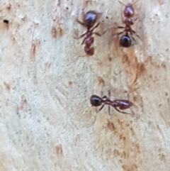 Papyrius sp. (genus) at Holt, ACT - 16 Feb 2021