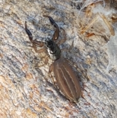 Holoplatys sp. (genus) (Unidentified Holoplatys jumping spider) at Holt, ACT - 16 Feb 2021 by tpreston