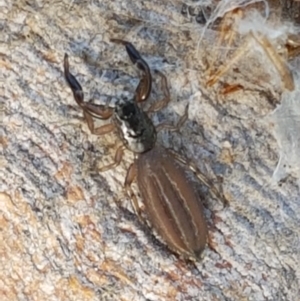 Holoplatys sp. (genus) at Holt, ACT - 16 Feb 2021