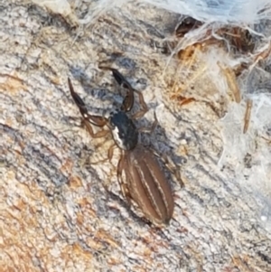 Holoplatys sp. (genus) at Holt, ACT - 16 Feb 2021