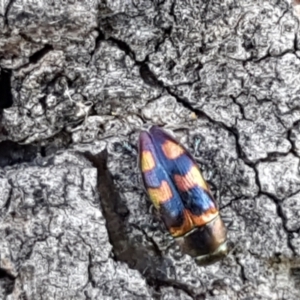 Melobasis sp. (genus) at Holt, ACT - 16 Feb 2021