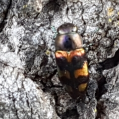 Melobasis sp. (genus) at Holt, ACT - 16 Feb 2021 04:52 PM