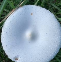 Macrolepiota dolichaula (Macrolepiota dolichaula) at Murrumbateman, NSW - 16 Feb 2021 by SimoneC