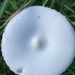 Macrolepiota dolichaula at Murrumbateman, NSW - 16 Feb 2021