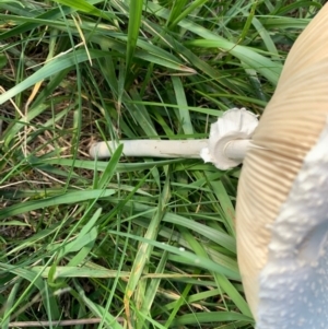 Macrolepiota dolichaula at Murrumbateman, NSW - 16 Feb 2021