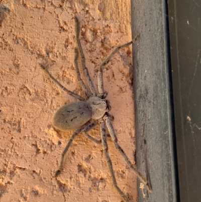 Isopeda (genus) (Huntsman Spider) at Murrumbateman, NSW - 16 Feb 2021 by SimoneC