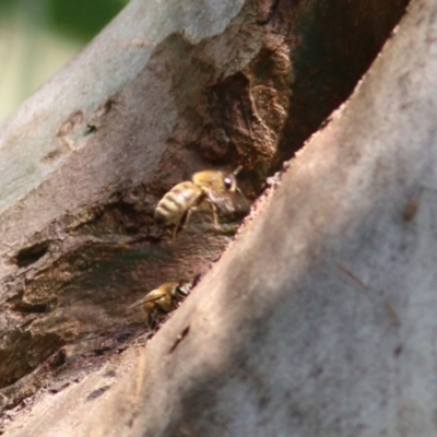 Apis mellifera (European honey bee) at Jack Eames Reserve - 14 Feb 2021 by KylieWaldon