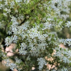 Bursaria spinosa subsp. spinosa (Blackthorn, Boxthorn) at Wodonga, VIC - 16 Feb 2021 by Kyliegw