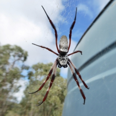 Trichonephila edulis (Golden orb weaver) at Rugosa - 16 Feb 2021 by SenexRugosus