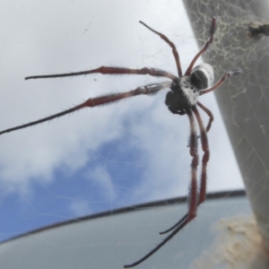 Trichonephila edulis at Yass River, NSW - 16 Feb 2021