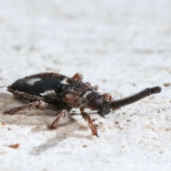 Aradellus cygnalis at Melba, ACT - 15 Feb 2021 03:45 PM