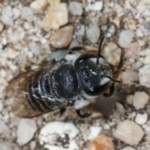 Pseudoanthidium (Immanthidium) repetitum at Melba, ACT - 15 Feb 2021