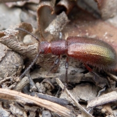 Lagriini sp. (tribe) (Unidentified lagriine darkling beetle) at Rugosa - 15 Feb 2021 by SenexRugosus