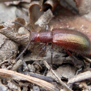 Lagriini sp. (tribe) at Yass River, NSW - 16 Feb 2021 10:35 AM