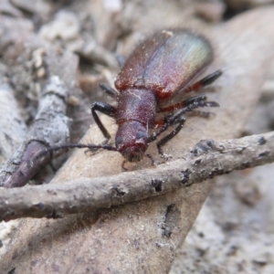 Lagriini sp. (tribe) at Yass River, NSW - 16 Feb 2021 10:35 AM