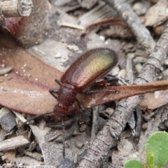 Lagriini sp. (tribe) at Yass River, NSW - 16 Feb 2021 10:35 AM