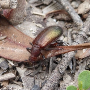 Lagriini sp. (tribe) at Yass River, NSW - 16 Feb 2021 10:35 AM