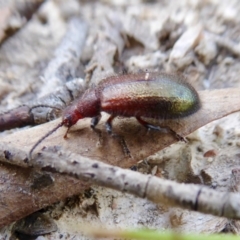 Lagriini sp. (tribe) at Yass River, NSW - 16 Feb 2021 10:35 AM