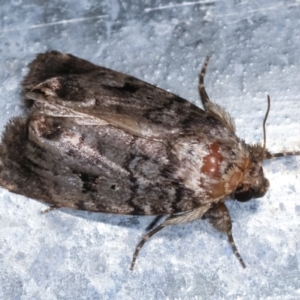 Thoracolopha verecunda at Melba, ACT - 15 Feb 2021 10:46 PM