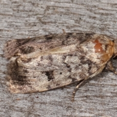 Thoracolopha verecunda at Melba, ACT - 15 Feb 2021 10:46 PM