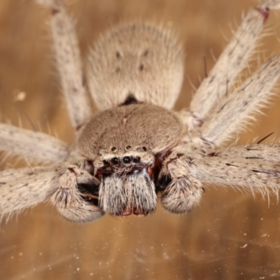 Isopeda sp. (genus) (Huntsman Spider) at Melba, ACT - 15 Feb 2021 by kasiaaus