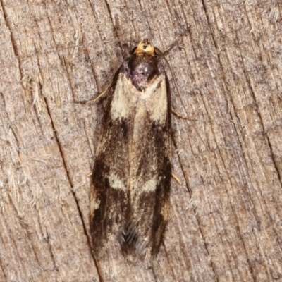 Palimmeces leucopelta (A concealer moth) at Melba, ACT - 15 Feb 2021 by kasiaaus