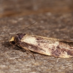 Palimmeces leucopelta at Melba, ACT - 15 Feb 2021