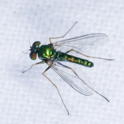 Dolichopodidae (family) (Unidentified Long-legged fly) at Melba, ACT - 15 Feb 2021 by kasiaaus