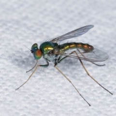 Dolichopodidae (family) at Melba, ACT - 16 Feb 2021