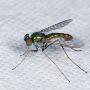 Dolichopodidae (family) at Melba, ACT - 16 Feb 2021