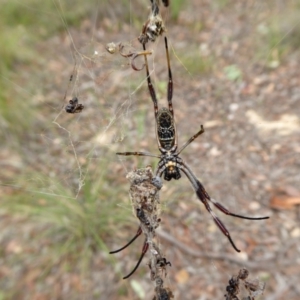 Trichonephila edulis at Yass River, NSW - 16 Feb 2021