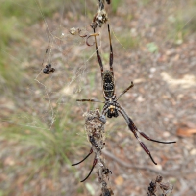 Trichonephila edulis (Golden orb weaver) at Yass River, NSW - 15 Feb 2021 by SenexRugosus